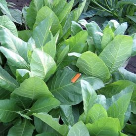 Sylvestris, Tobacco Seed
